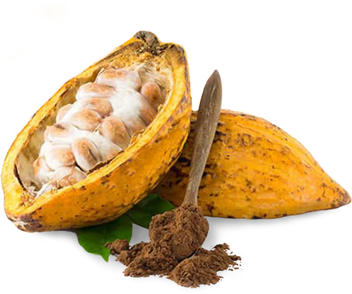 Opened cacao pod, whole pod and cocoa powder