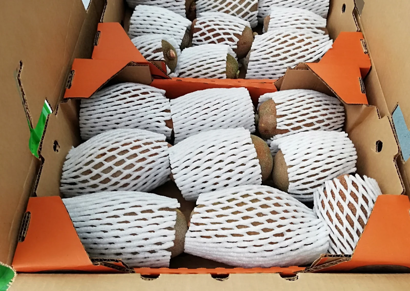 Fresh mamey Zapote netted and packed in an export carton