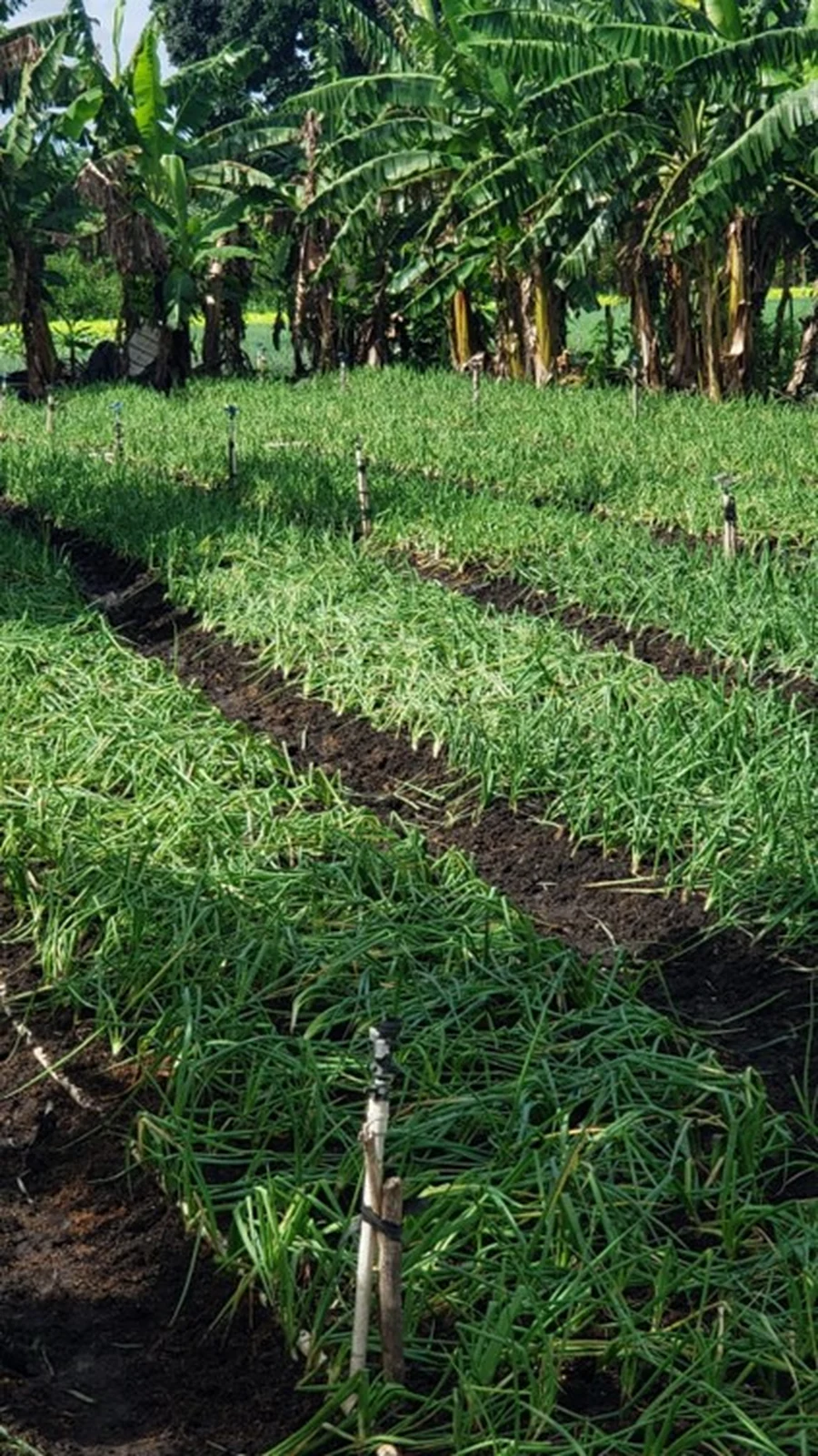 Leek growing in the field