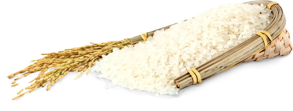 Rice