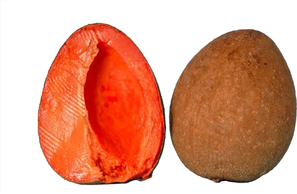 Mamey Zapote, halved and whole