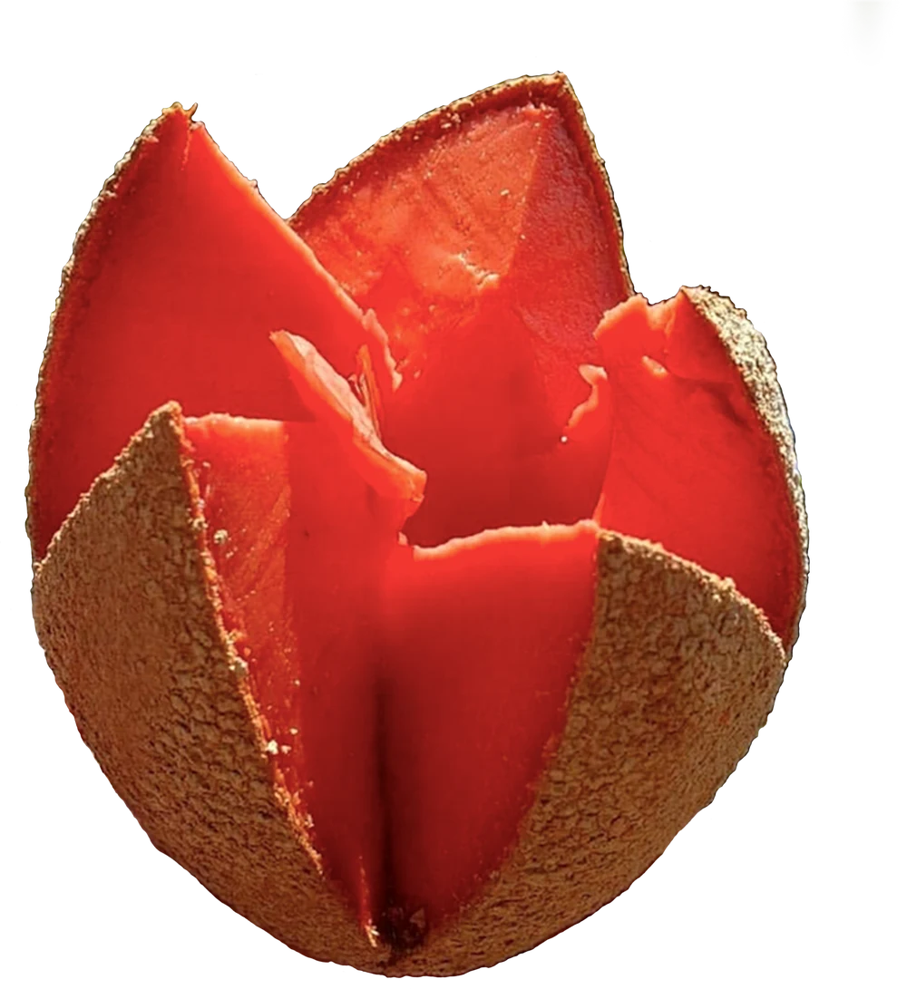 Opened